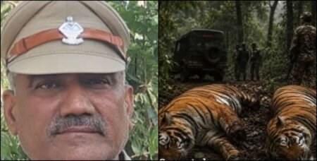 हरिद्वार में दो बाघों की मौत पर बड़ा एक्शन, रेंजर सस्पेंड
