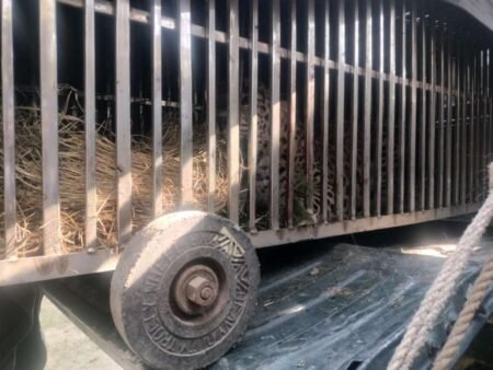 चंपावत: मंगोली का आदमखोर गुलदार पकड़ा गया, क्षेत्र में दहशत खत्म