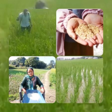 मुख्यमंत्री धामी की पहल से दून बासमती को नई पहचान, किसानों और महिलाओं को लाभ